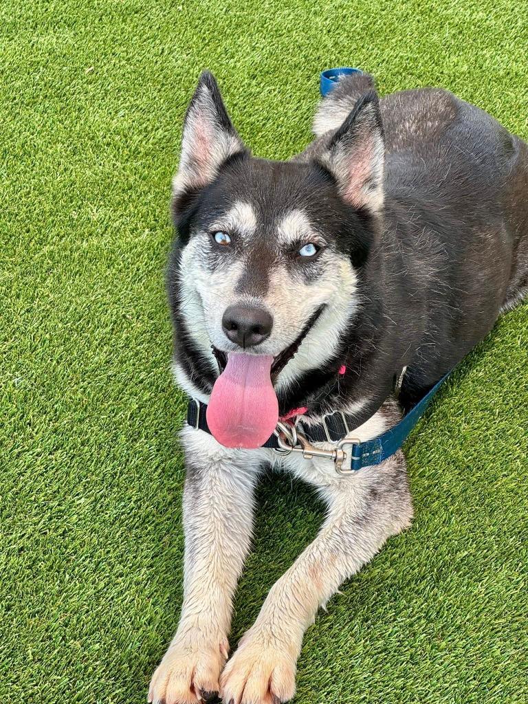 Mira, Adoptable, Adult Female Husky.