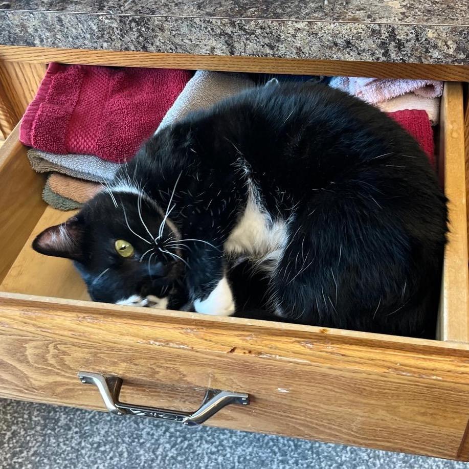 Flower, Adoptable, Adult Female Domestic Medium Hair.