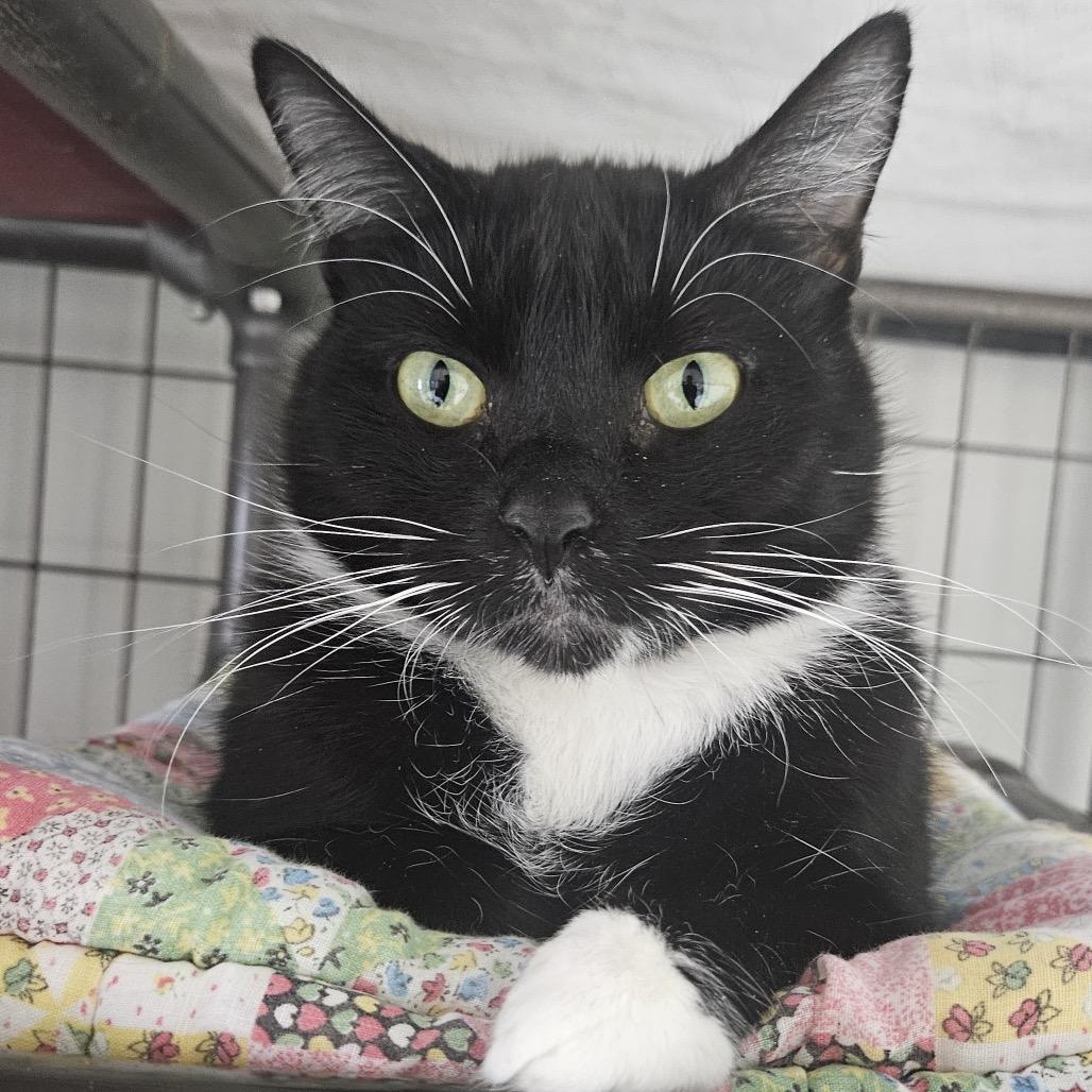 Flower, Adoptable, Adult Female Domestic Medium Hair.