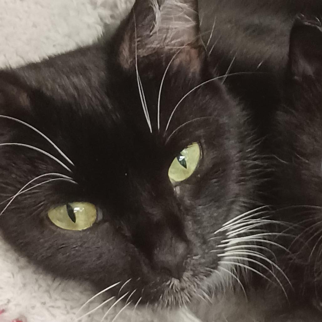 Flower, Adoptable, Adult Female Domestic Medium Hair.