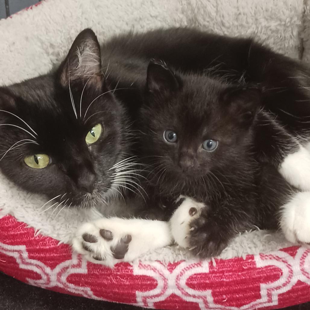 Enlarge Flower, a Adoptable Domestic Medium Hair in Carroll, IA image 2/2