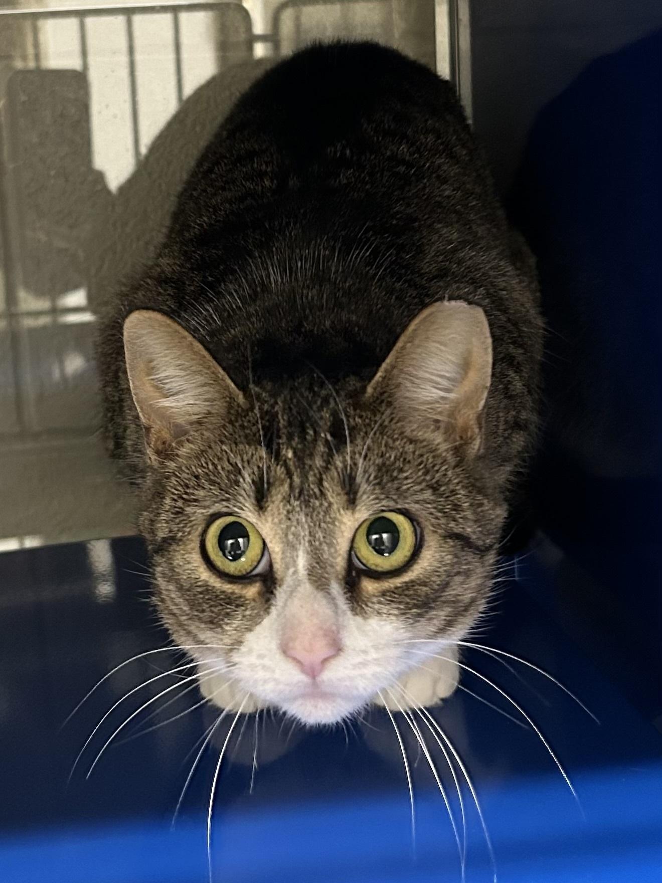 Enlarge Merple, a Adoptable Domestic Short Hair in Caledon, ON image 3/5