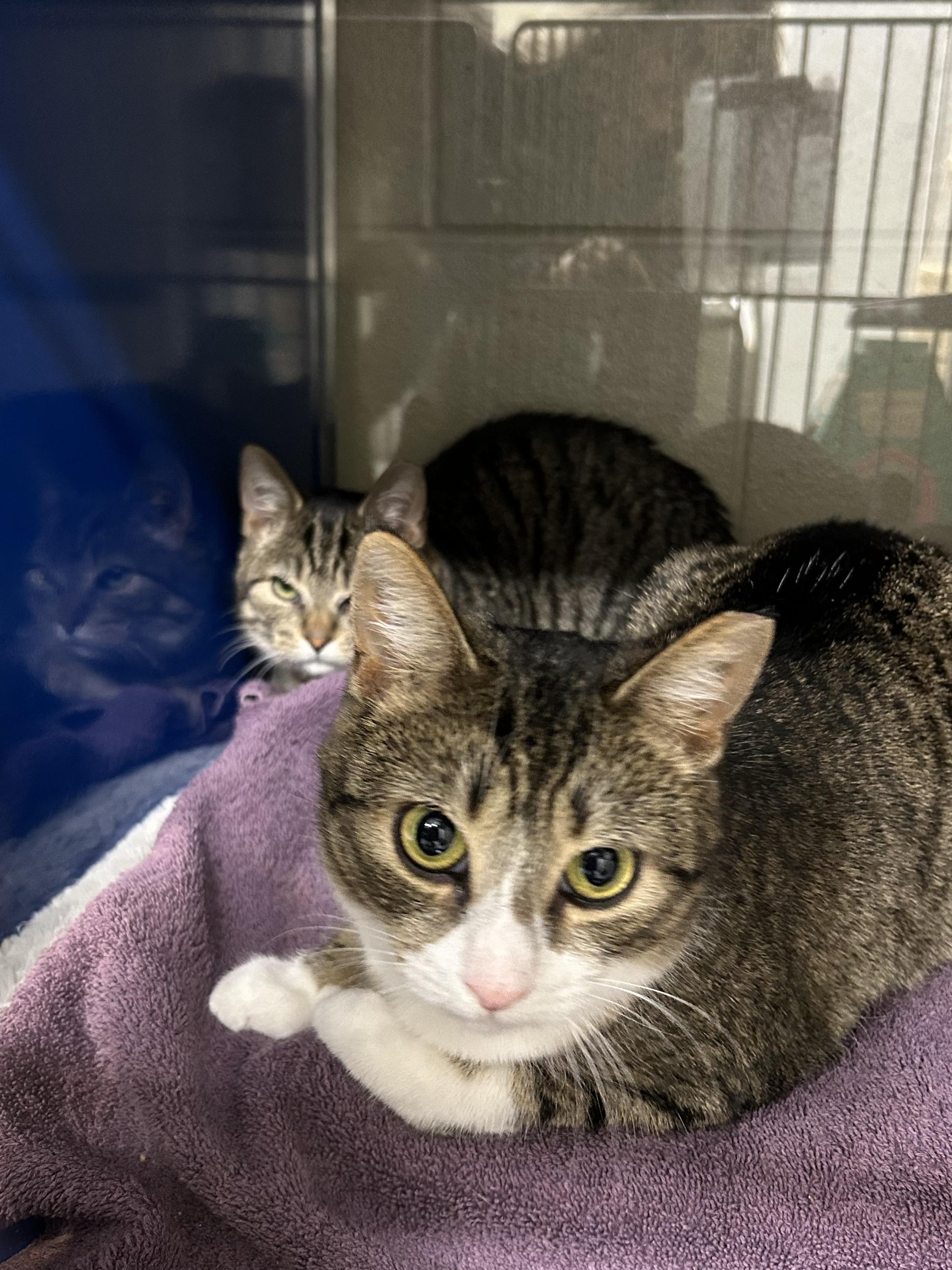 Enlarge Merple, a Adoptable Domestic Short Hair in Caledon, ON image 4/5