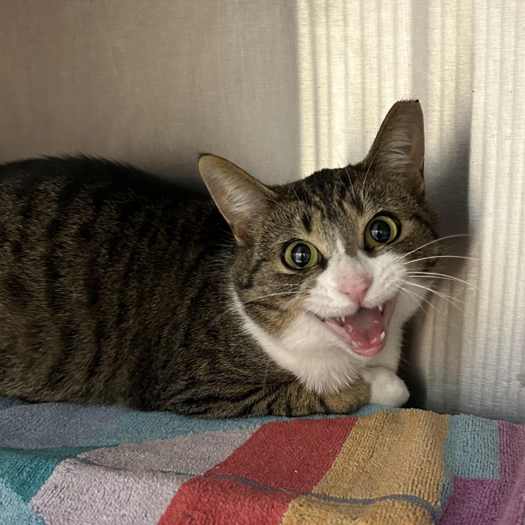 Enlarge Merple, a Adoptable Domestic Short Hair in Caledon, ON image 1/2