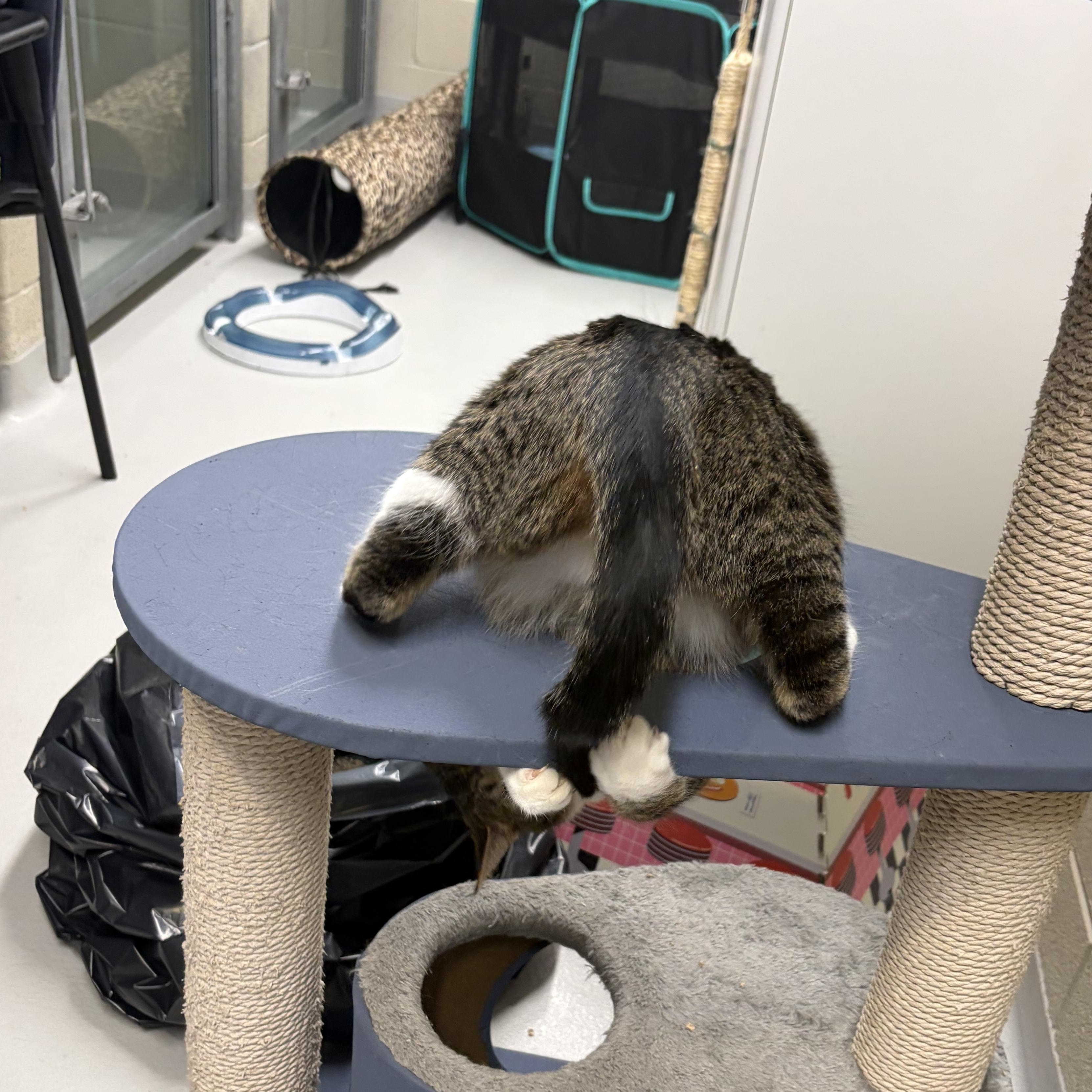 Enlarge Merple, a Adoptable Domestic Short Hair in Caledon, ON image 6/6