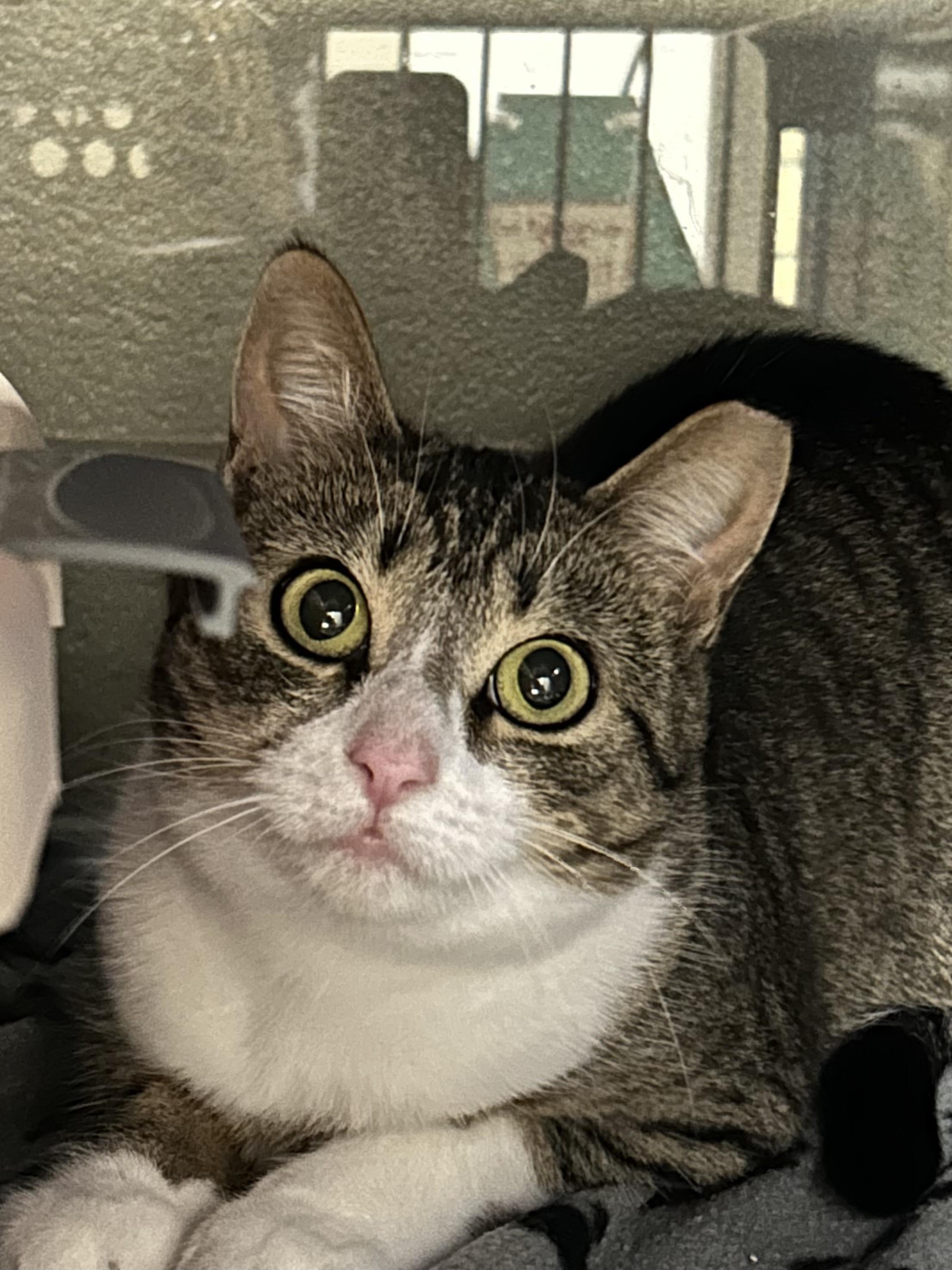 Merple, Adoptable, Young Female Domestic Short Hair.