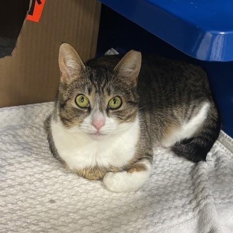 Enlarge Merple, a Adoptable Domestic Short Hair in Caledon, ON image 3/6