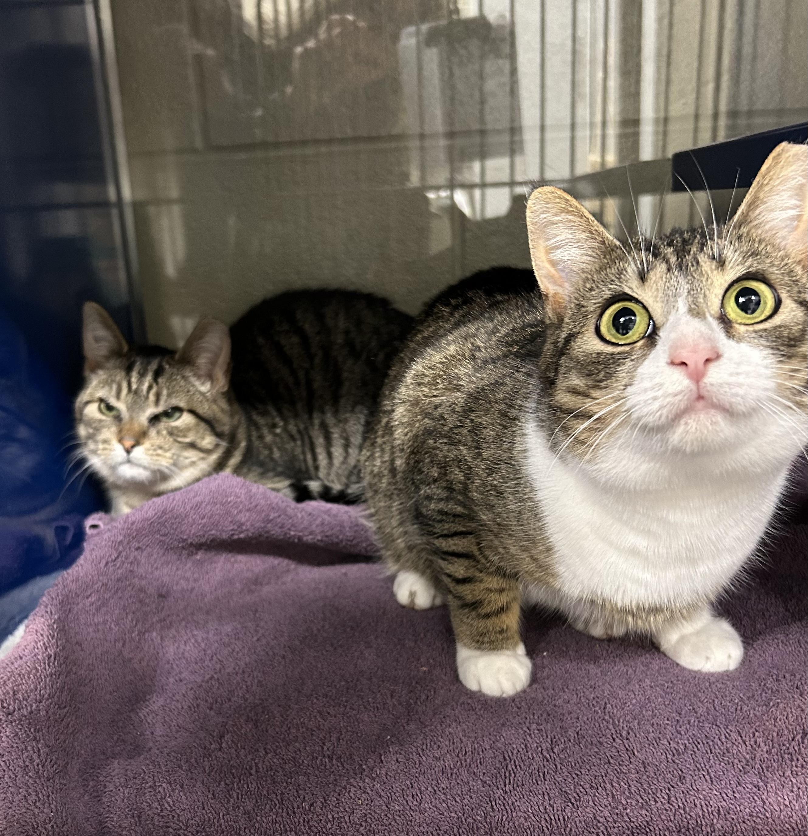 Enlarge Merple, a Adoptable Domestic Short Hair in Caledon, ON image 5/5