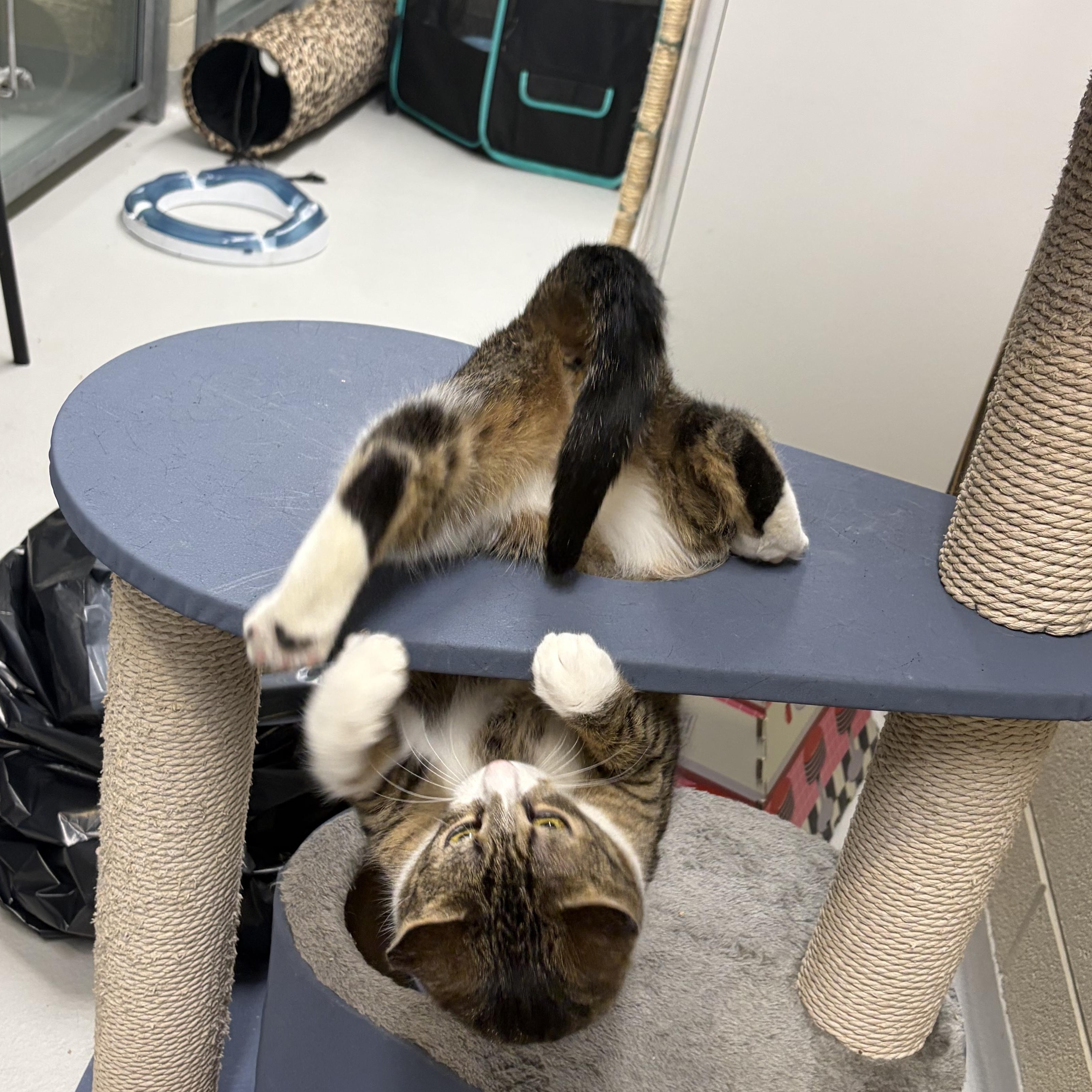 Enlarge Merple, a Adoptable Domestic Short Hair in Caledon, ON image 2/6