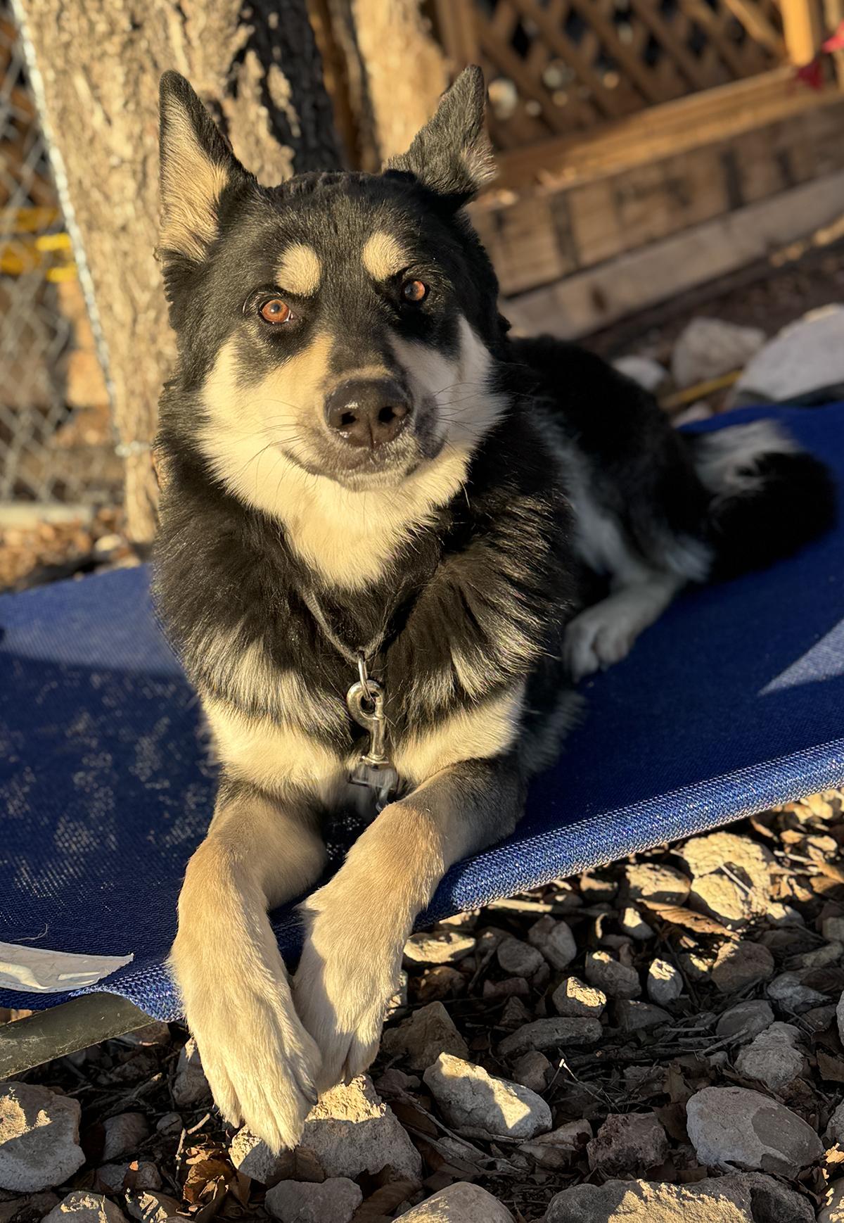 Enlarge Scotty, a ADOPTABLE mixed breed in Scottsdale, AZ image 5/6