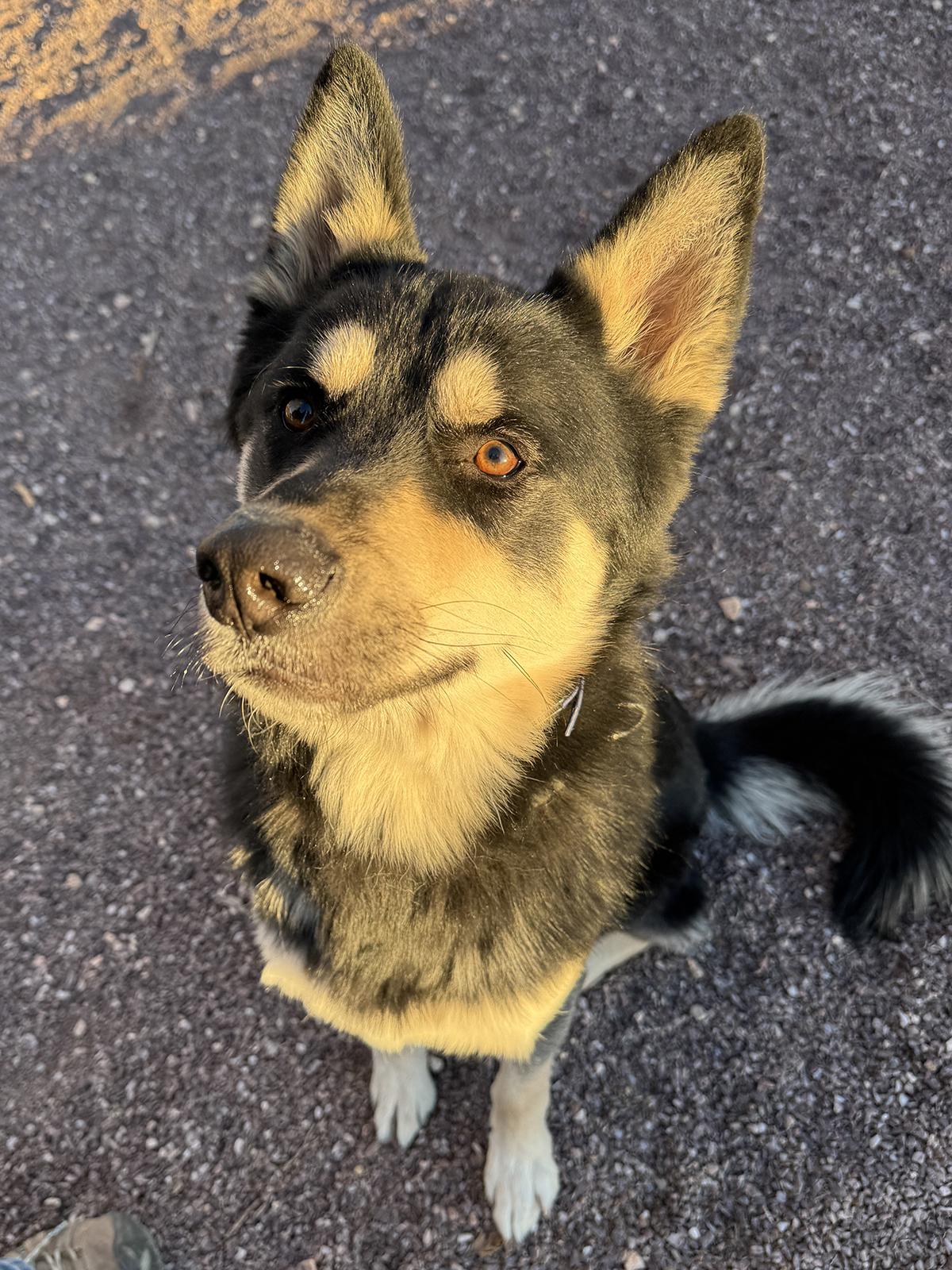 Enlarge Scotty, a ADOPTABLE mixed breed in Scottsdale, AZ image 6/6