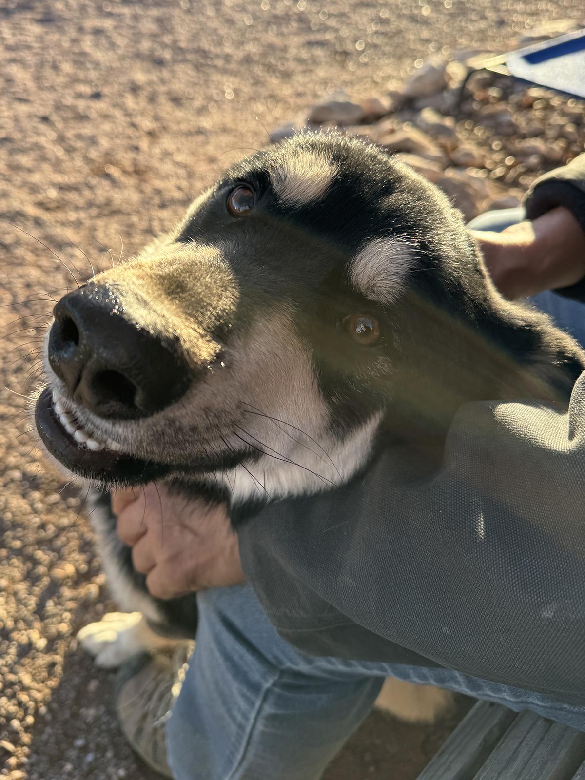 Enlarge Scotty, a ADOPTABLE mixed breed in Scottsdale, AZ image 2/6