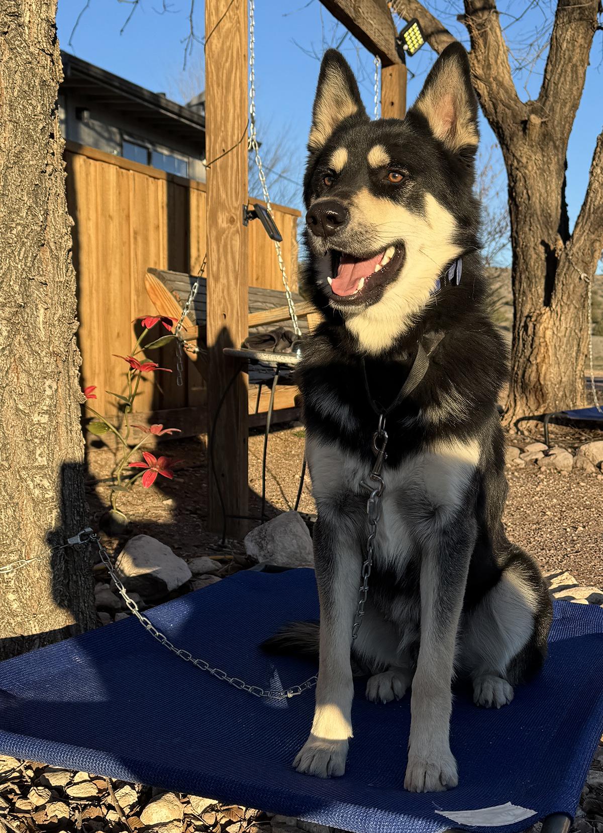 Enlarge Scotty, a ADOPTABLE mixed breed in Scottsdale, AZ image 4/6