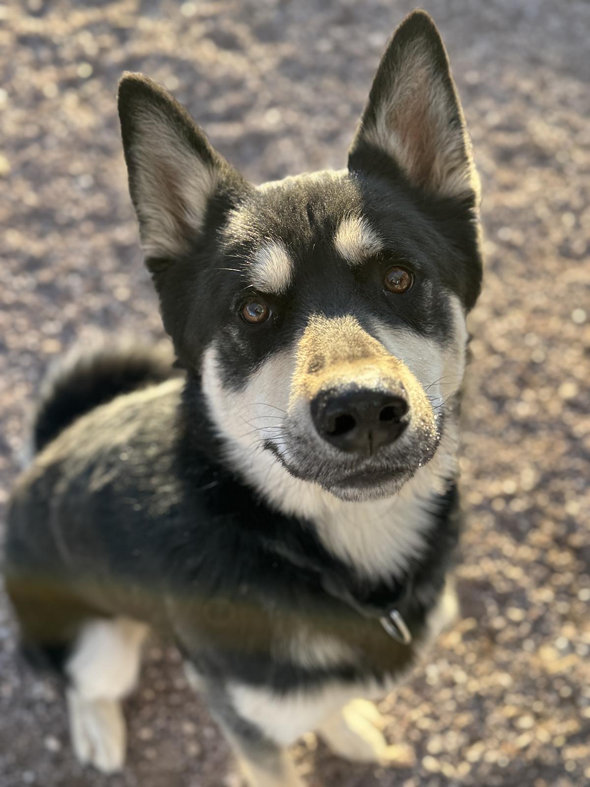 Scotty, ADOPTABLE, Adult Male Siberian Husky & German Shepherd Dog.