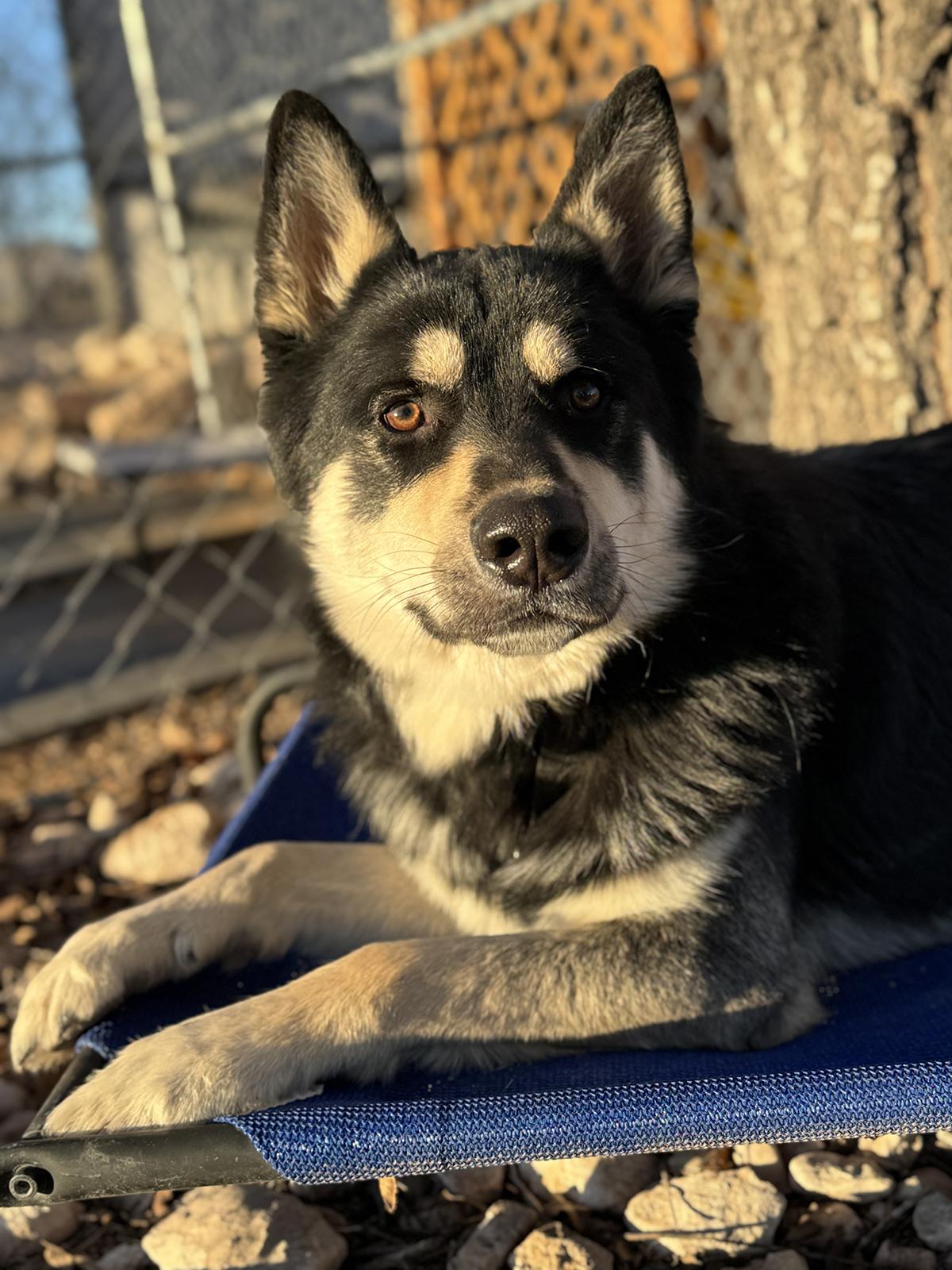 Enlarge Scotty, a ADOPTABLE mixed breed in Scottsdale, AZ image 3/6