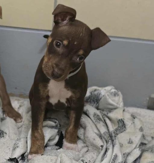 Enlarge Stella, a Adoptable mixed breed in Aurora, CO image 1/1