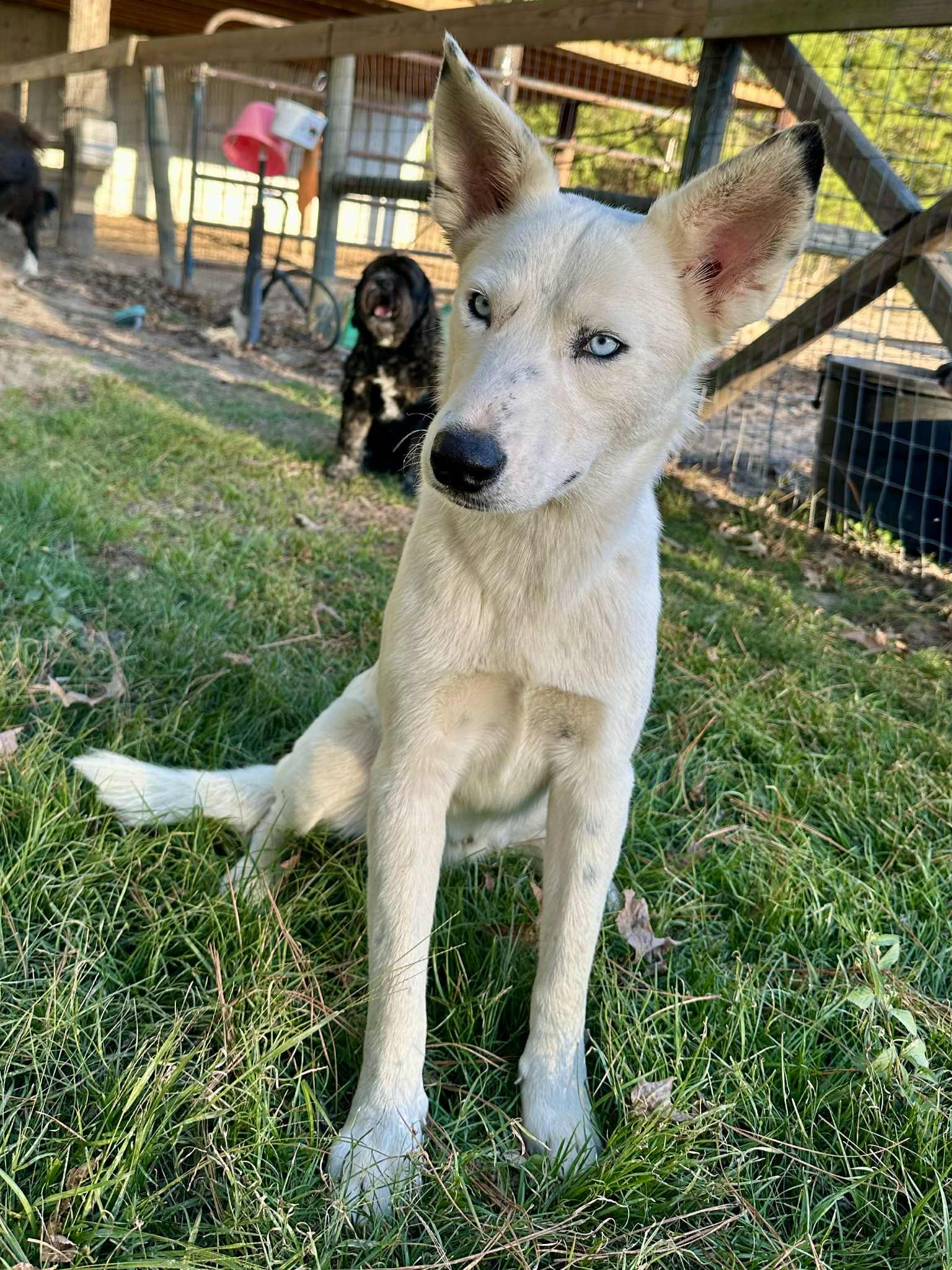 Chevy the Husky Mix , Adoptable, Young Male Siberian Husky & Labrador Retriever.