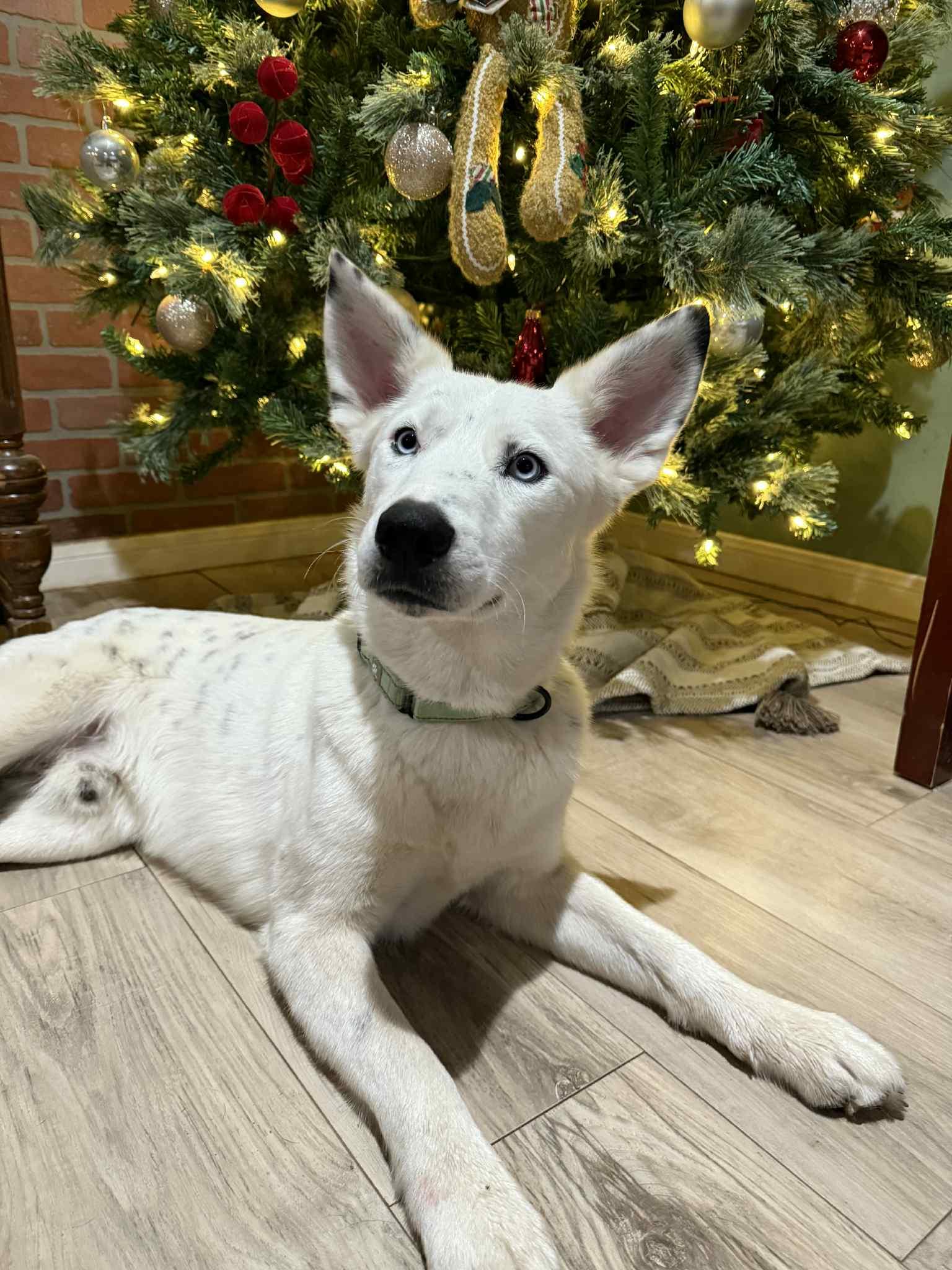 Chevy the Husky Mix , a Adoptable mixed breed in Muskego, WI image 2/4