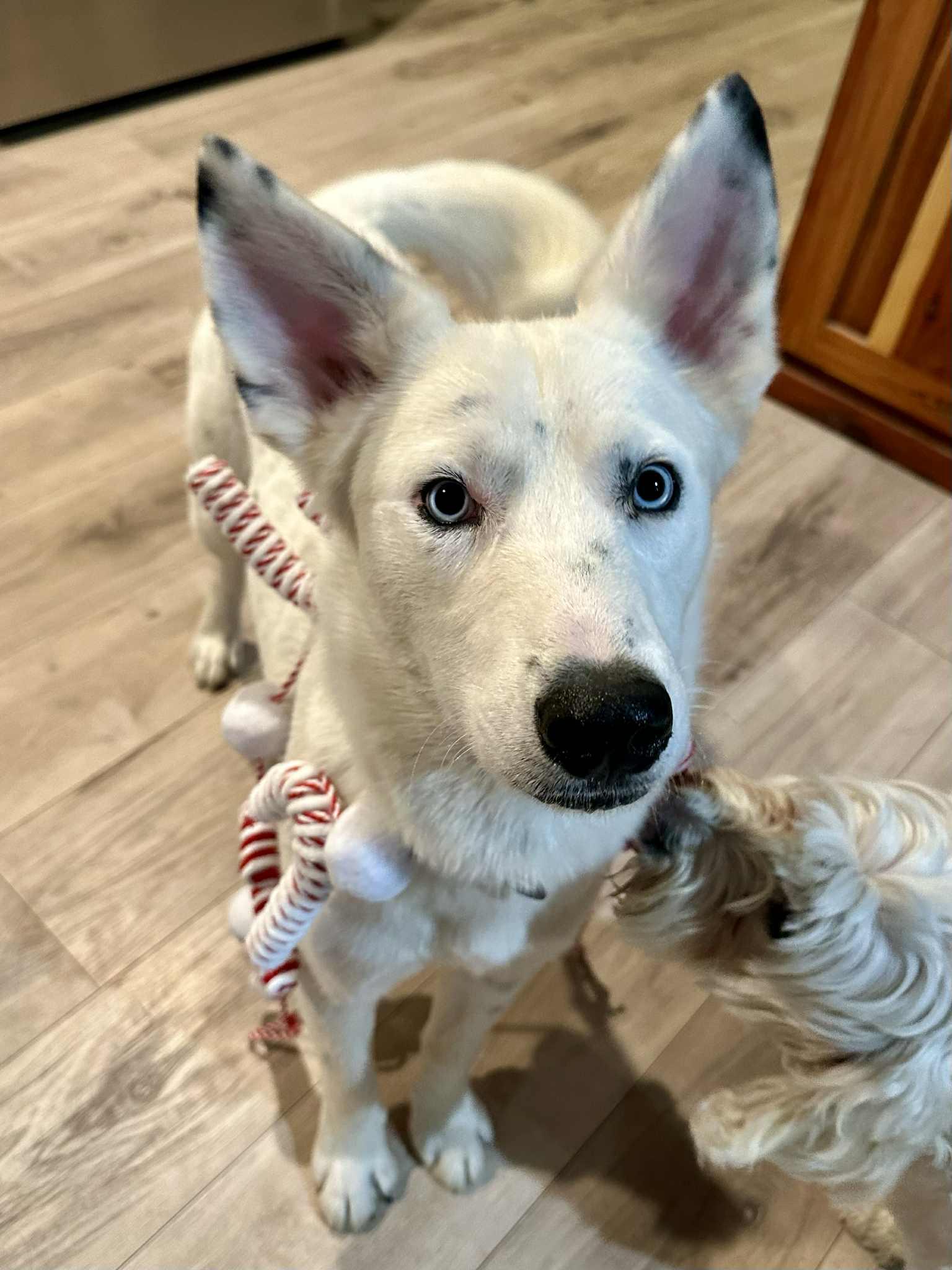 Chevy the Husky Mix , a Adoptable mixed breed in Muskego, WI image 3/4