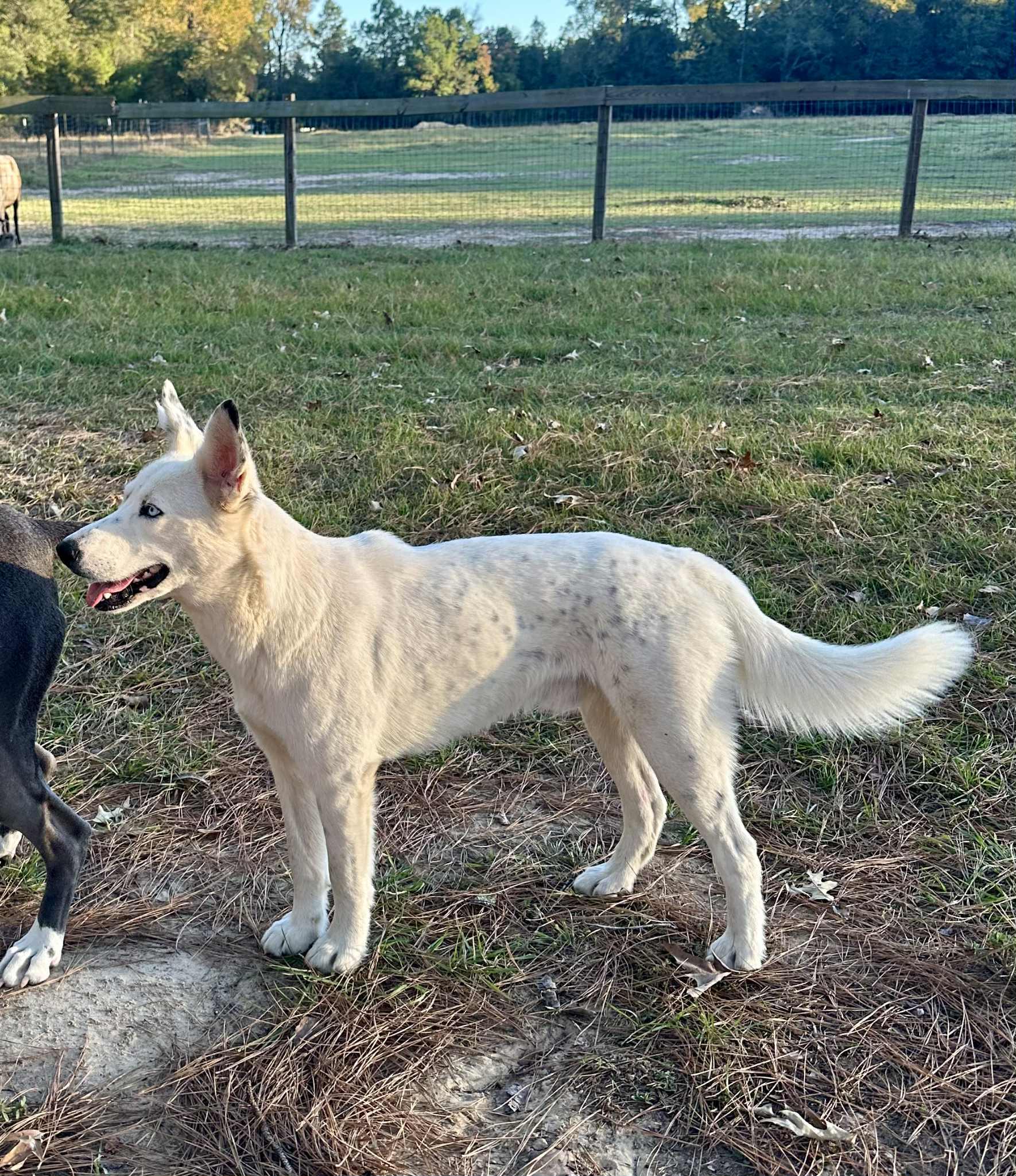 Chevy the Husky Mix , a Adoptable mixed breed in Muskego, WI image 4/4