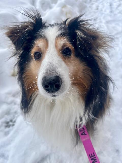 Enlarge BAILEY, a Adoptable Shetland Sheepdog / Sheltie in Boston, MA image 1/1