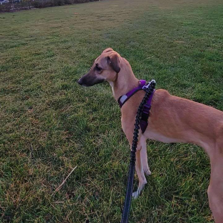 Enlarge Simone , a Adoptable Saluki in Montreal , QC image 2/6