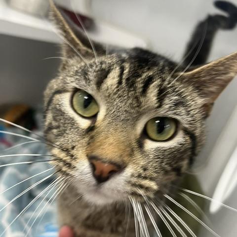 Enlarge Atticus, a Adoptable Domestic Short Hair in Chaska, MN image 1/6