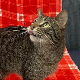 Enlarge Atticus, a Adoptable Domestic Short Hair in Chaska, MN image 2/6