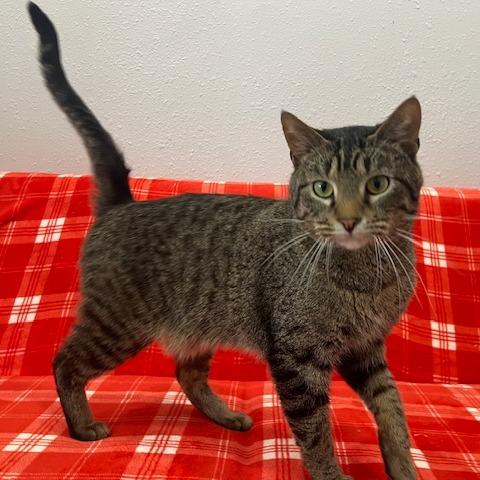 Enlarge Atticus, a Adoptable Domestic Short Hair in Chaska, MN image 3/6