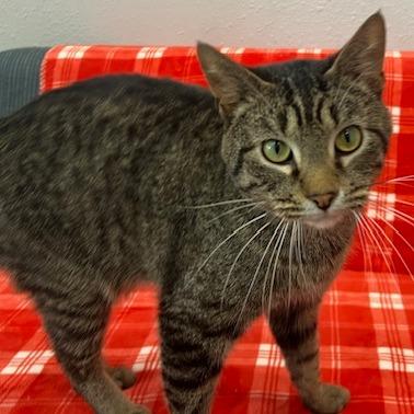 Enlarge Atticus, a Adoptable Domestic Short Hair in Chaska, MN image 4/6