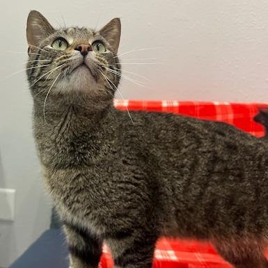 Enlarge Atticus, a Adoptable Domestic Short Hair in Chaska, MN image 5/6