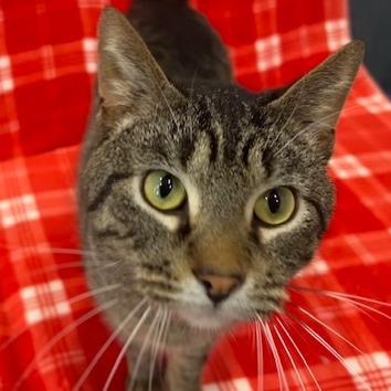 Enlarge Atticus, a Adoptable Domestic Short Hair in Chaska, MN image 6/6
