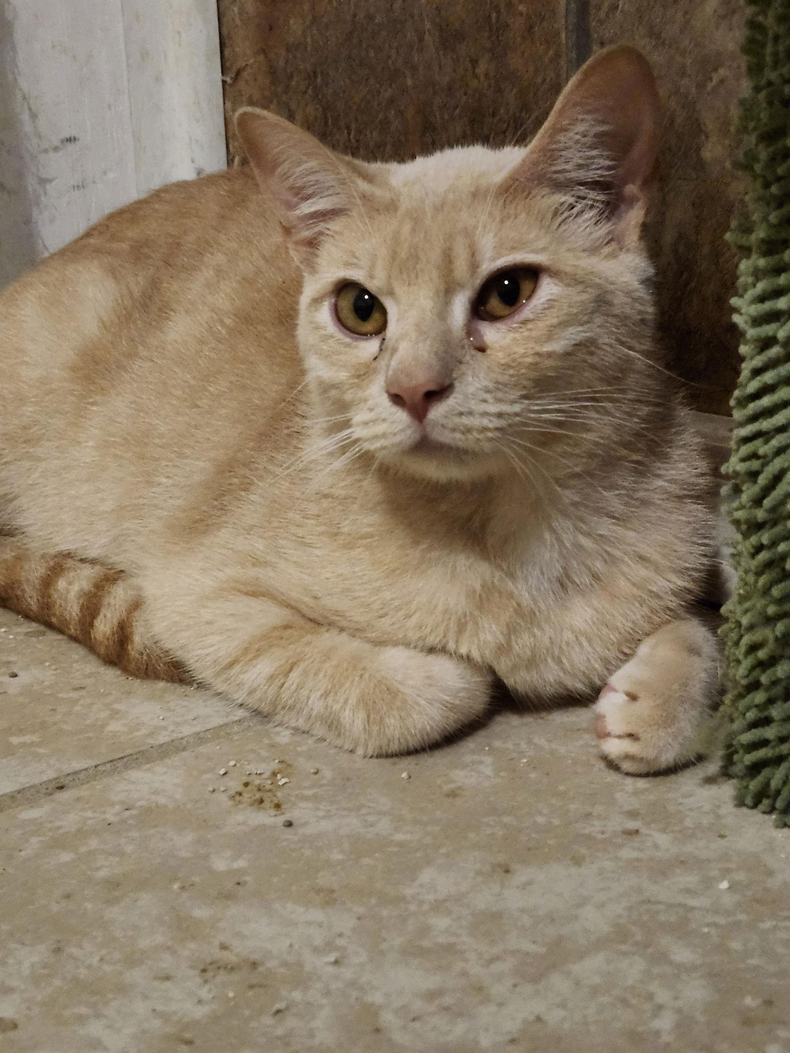 Tate, Adoptable, Adult Male American Shorthair.