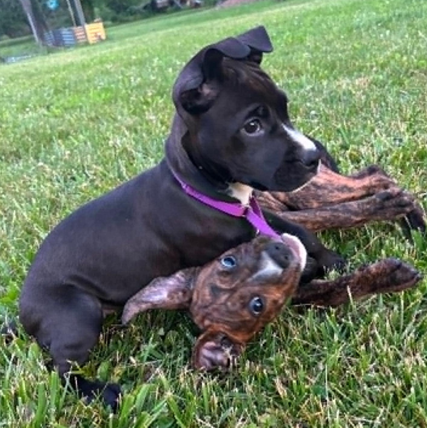 Beatrice, a ADOPTABLE mixed breed in Plymouth Meeting, PA image 2/6