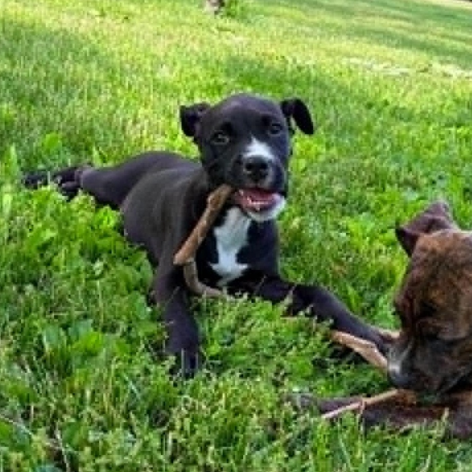 Beatrice, a ADOPTABLE mixed breed in Plymouth Meeting, PA image 6/6