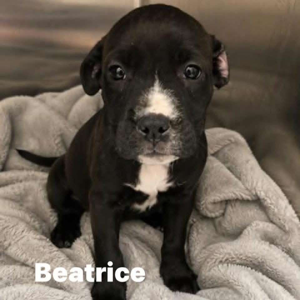Beatrice, a ADOPTABLE mixed breed in Plymouth Meeting, PA image 1/6