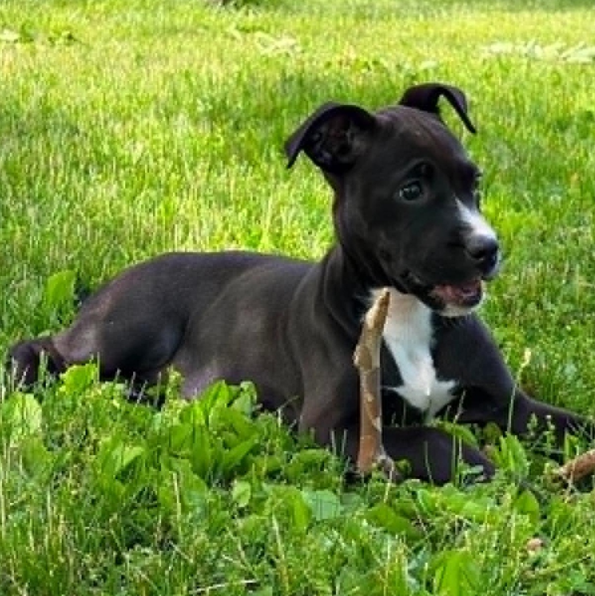 Beatrice, a ADOPTABLE mixed breed in Plymouth Meeting, PA image 4/6