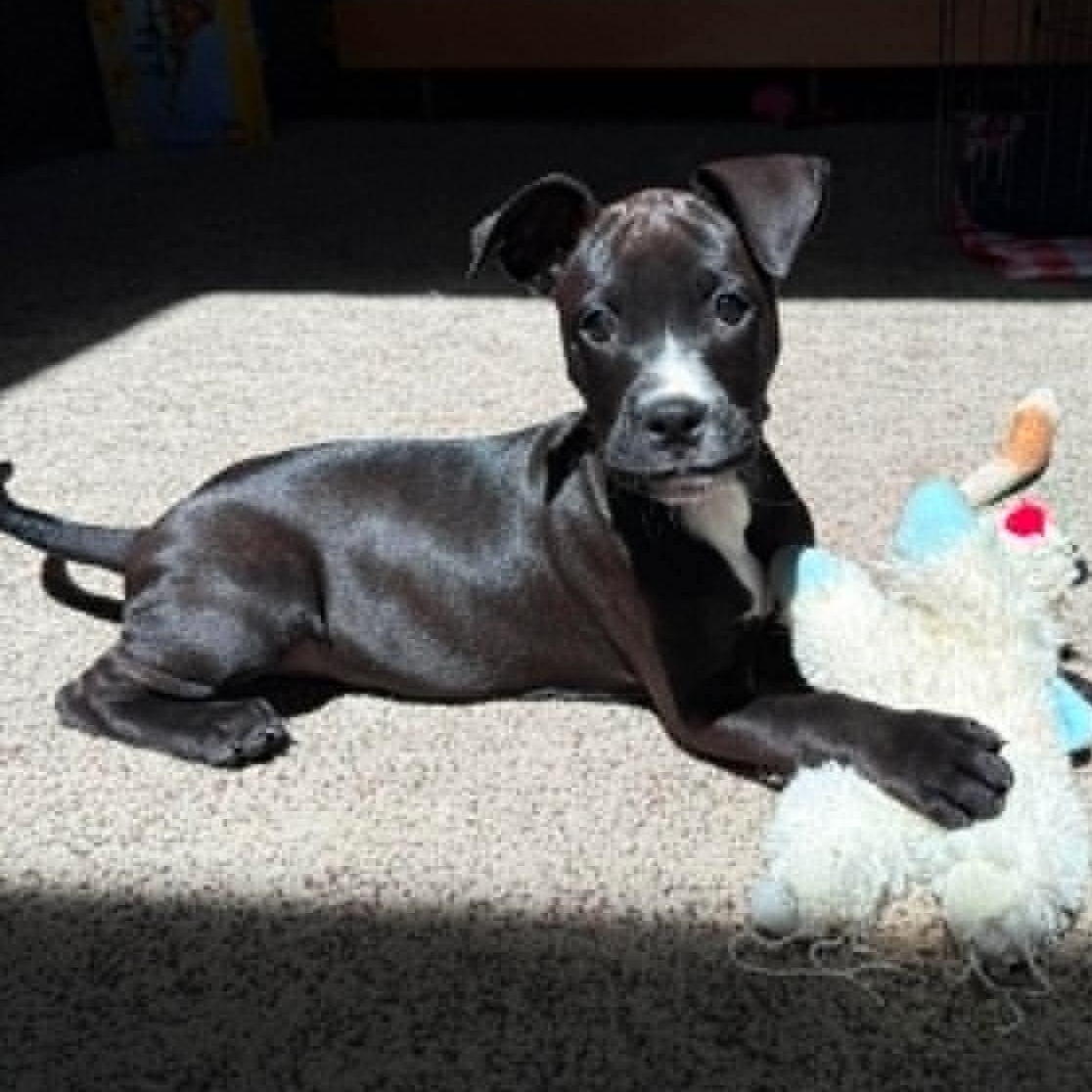 Beatrice, a ADOPTABLE mixed breed in Plymouth Meeting, PA image 3/6