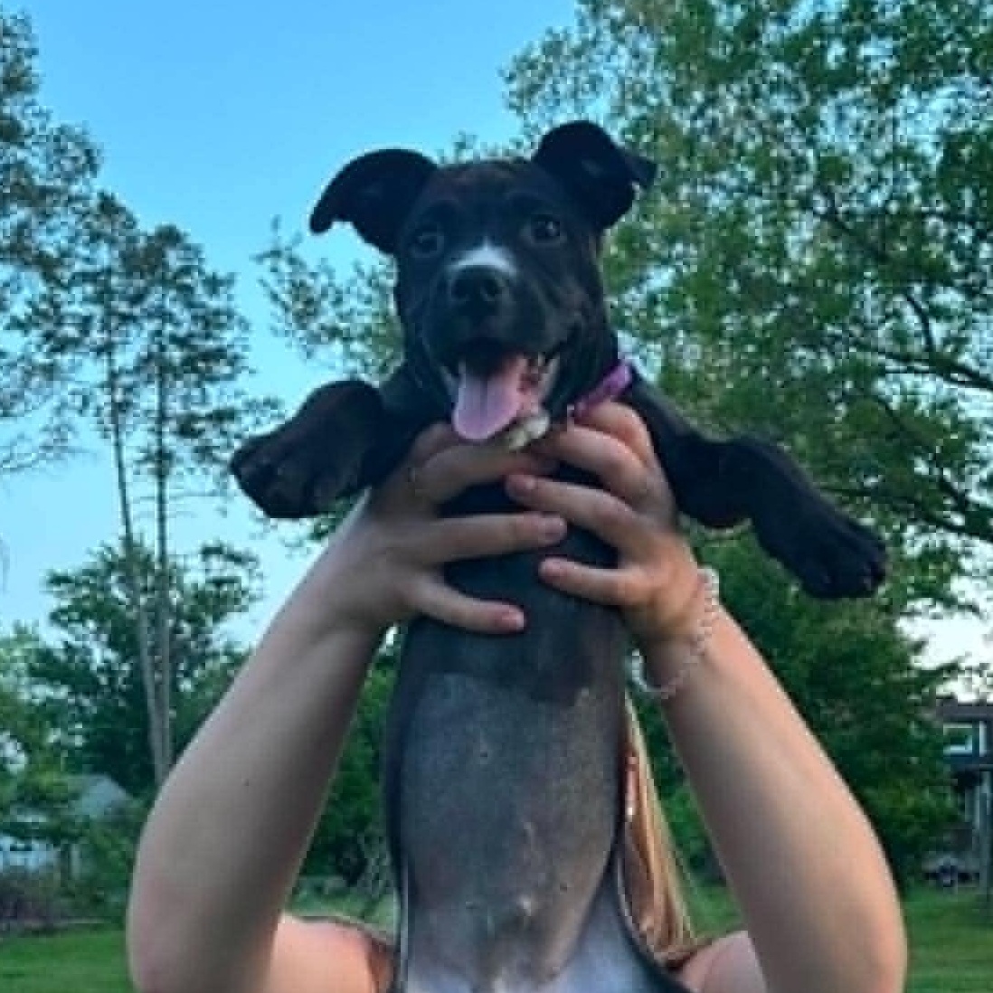 Beatrice, a ADOPTABLE mixed breed in Plymouth Meeting, PA image 5/6