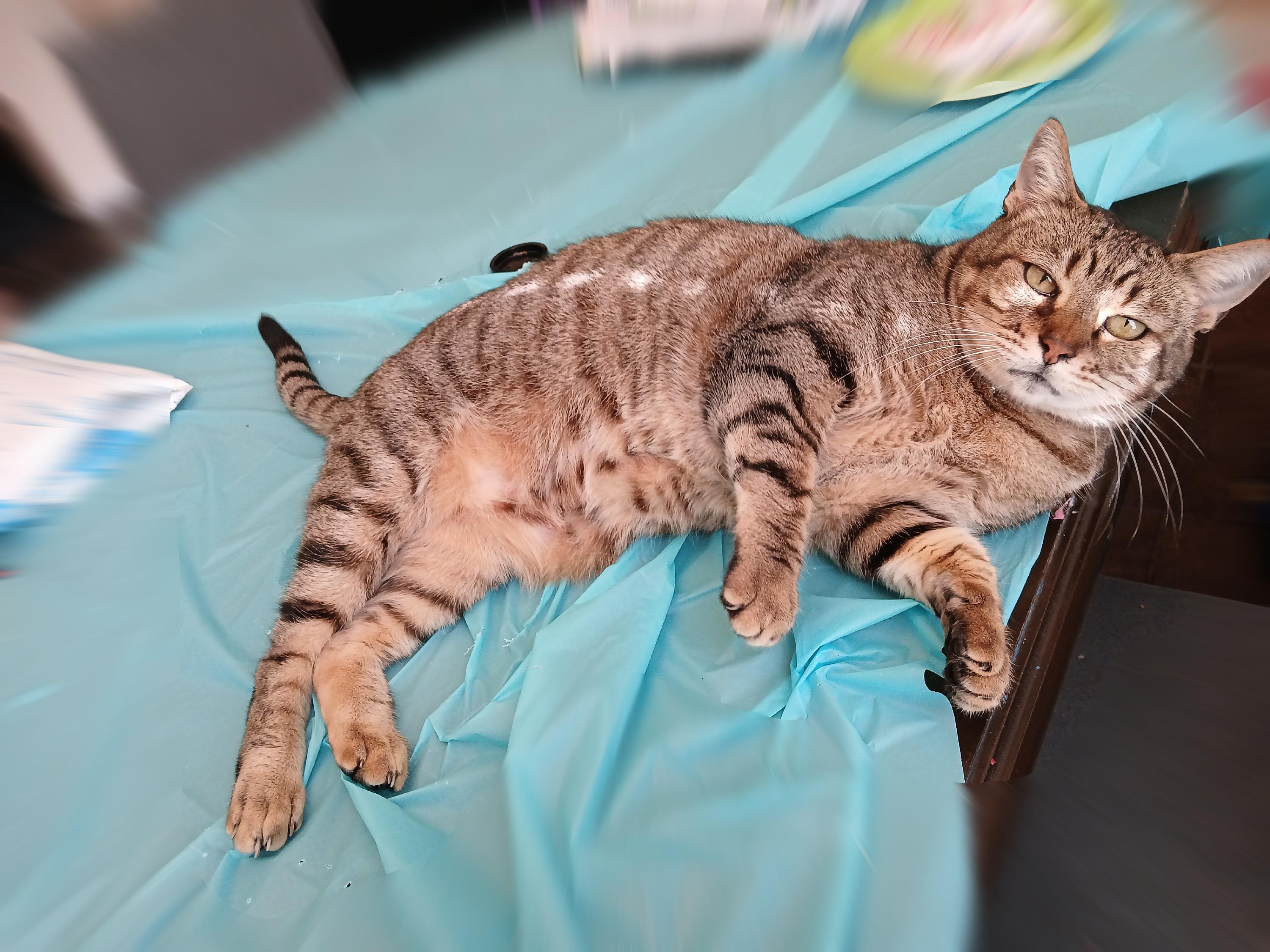 Enlarge Daisy - Riley Fuzzel (FH KA), a Adoptable Tortoiseshell in Spring, TX image 3/6