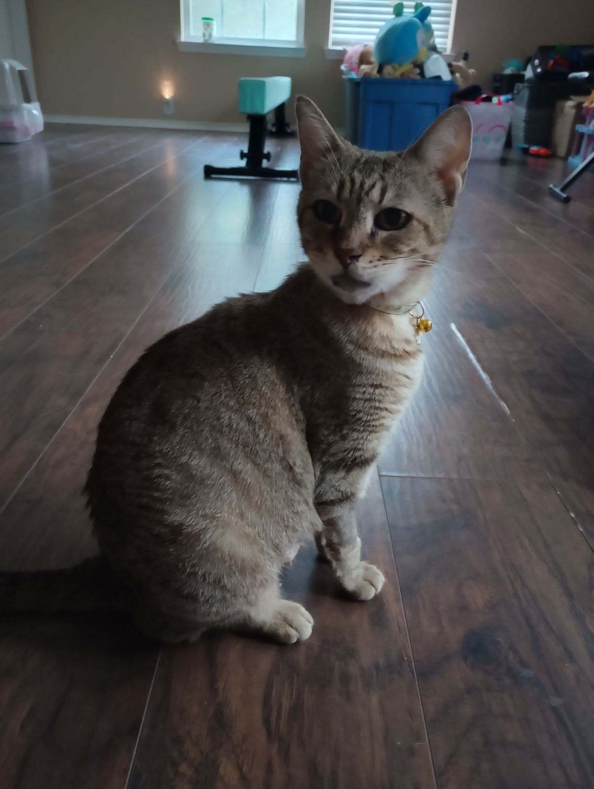 Enlarge Daisy - Riley Fuzzel (FH KA), a Adoptable Tortoiseshell in Spring, TX image 4/6