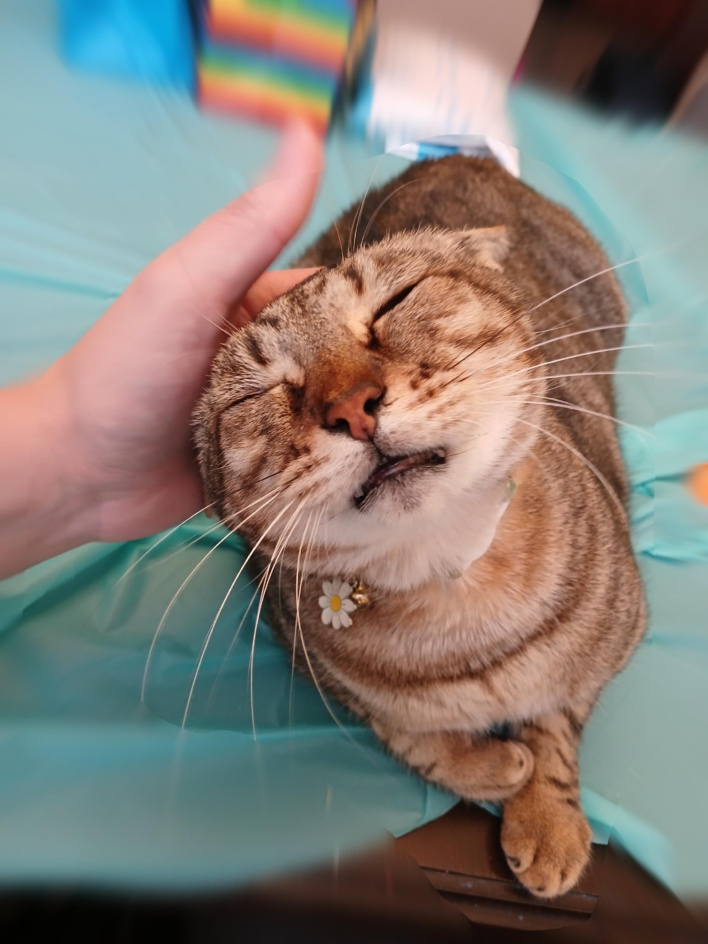 Enlarge Daisy - Riley Fuzzel (FH KA), a Adoptable Tortoiseshell in Spring, TX image 2/6