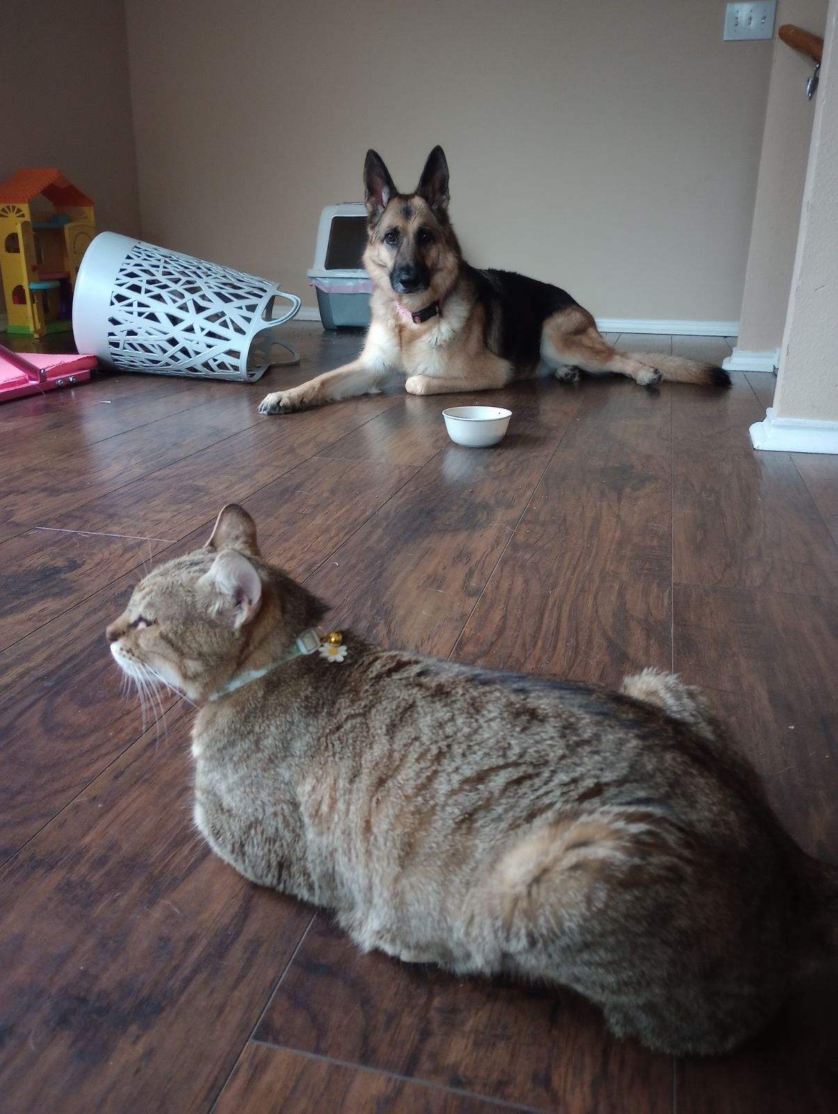 Enlarge Daisy - Riley Fuzzel (FH KA), a Adoptable Tortoiseshell in Spring, TX image 5/6