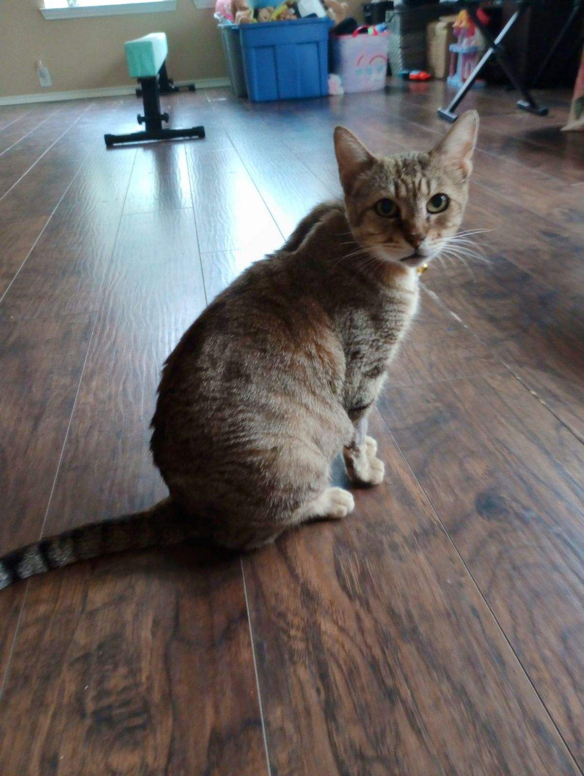 Enlarge Daisy - Riley Fuzzel (FH KA), a Adoptable Tortoiseshell in Spring, TX image 6/6