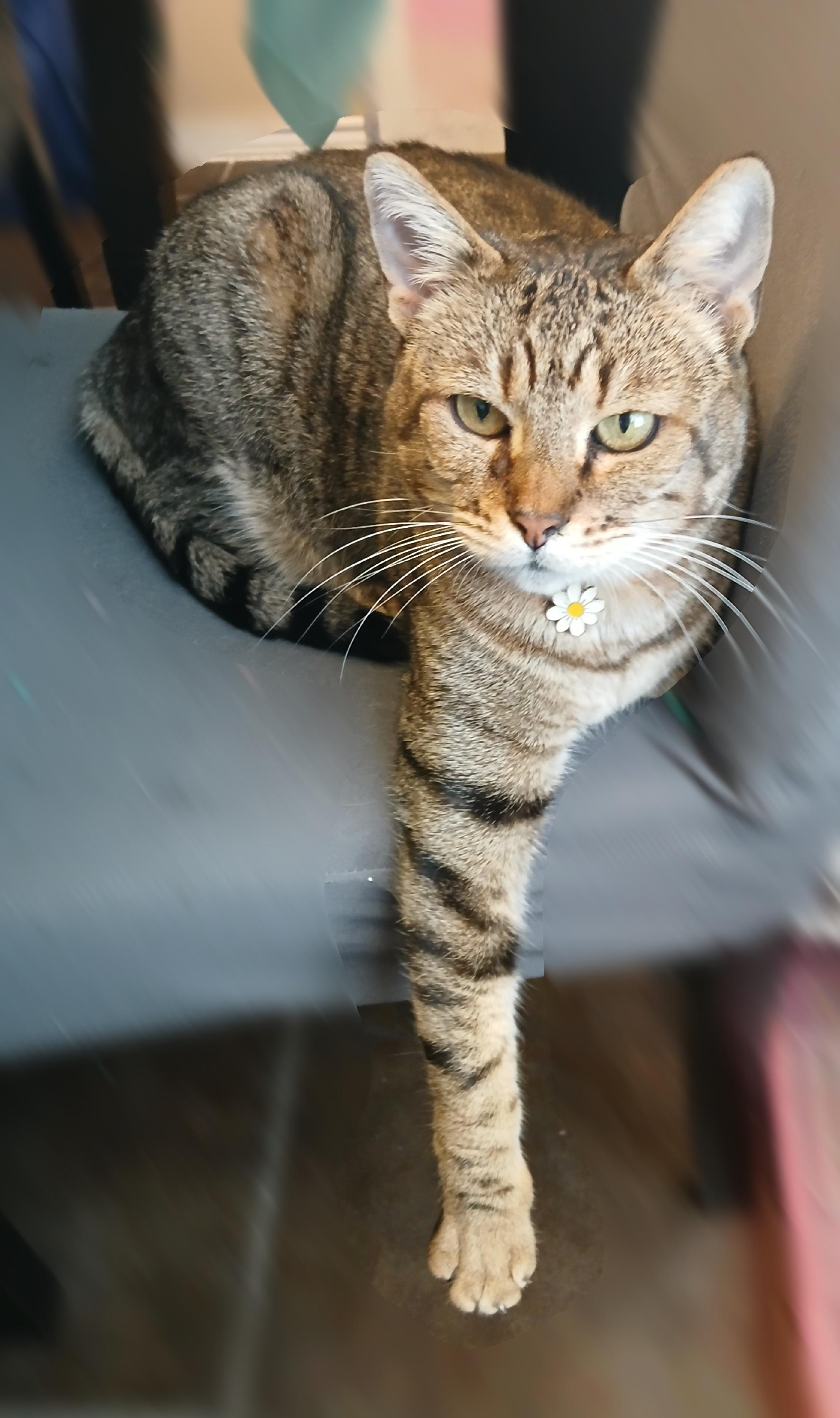 Enlarge Daisy - Riley Fuzzel (FH KA), a Adoptable Tortoiseshell in Spring, TX image 1/6