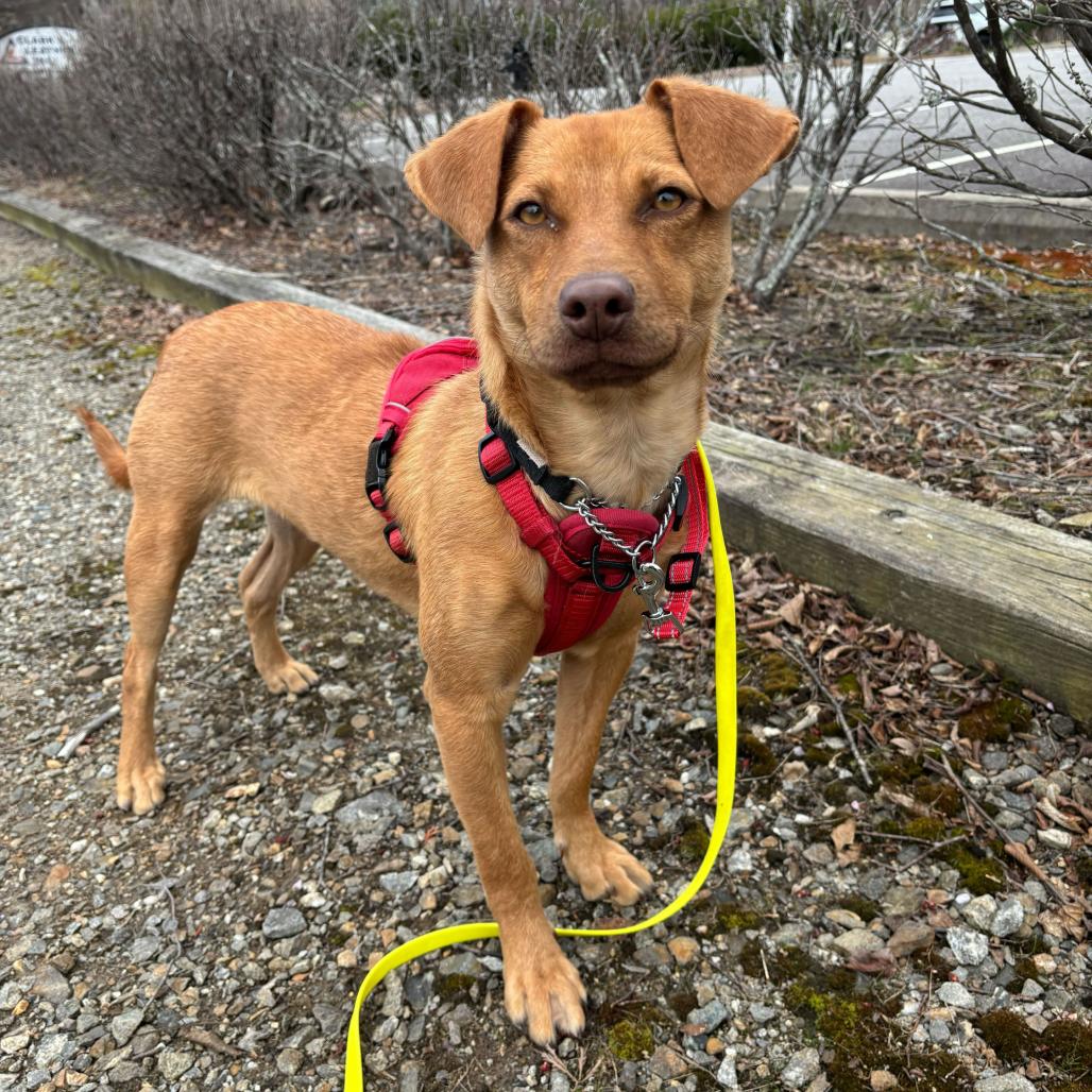 Ted, Adoptable, Young Male Mixed Breed.
