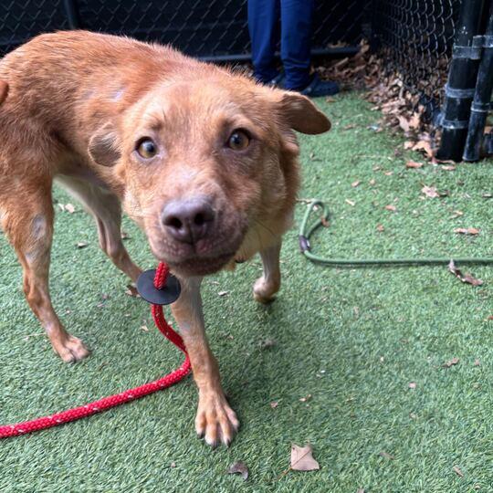 Enlarge Ted, a Adoptable Mixed Breed in Waynesville, NC image 4/6