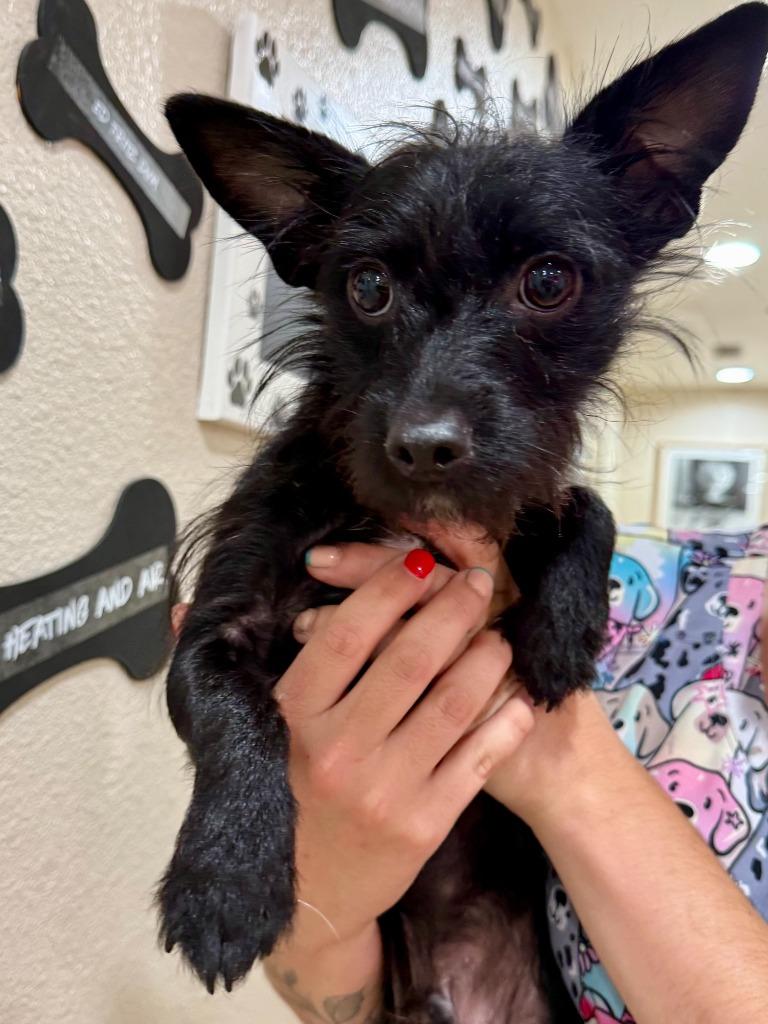 Remi, Adoptable, Young Male Terrier & Mixed Breed.