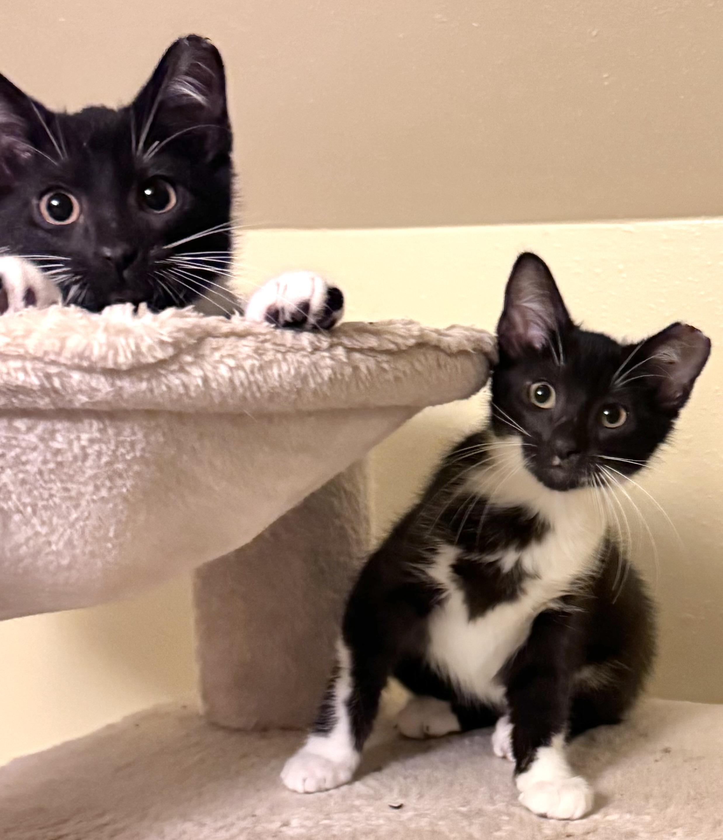 Twinkle, an adoptable Domestic Medium Hair in Warsaw, MO image 4/5