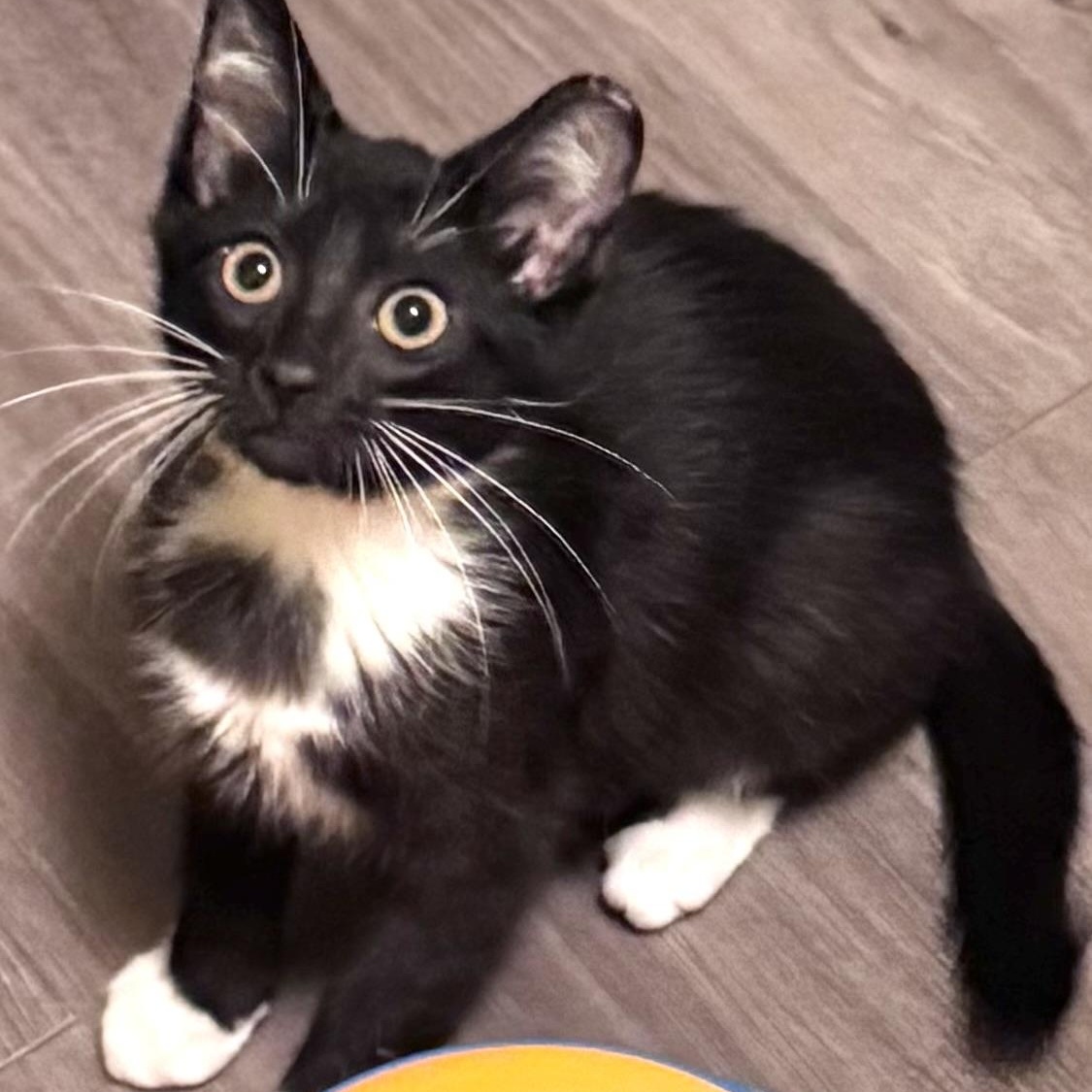 Twinkle, adoptable, Kitten Male Domestic Medium Hair.